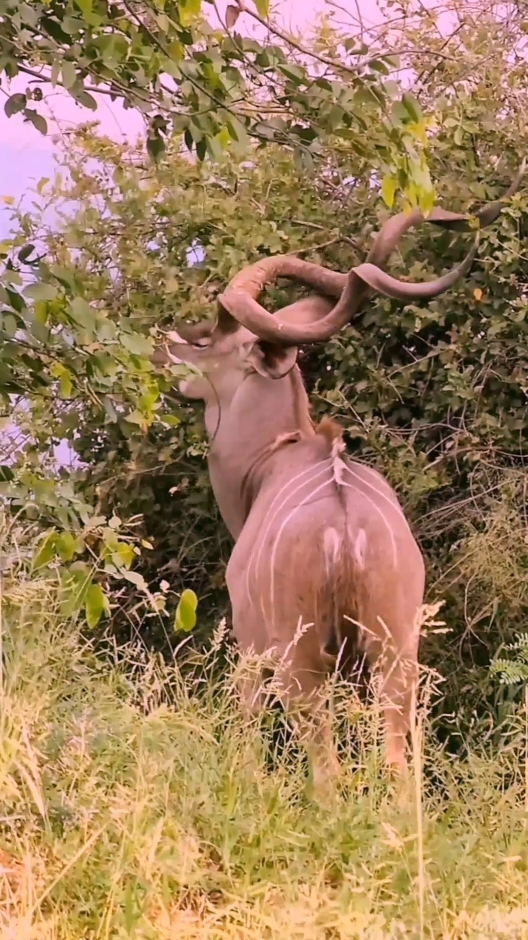 Lions stalking and attacking kudu #wildanimals #wilflife #lions #kudu #fyp #foryourpage #viraltiktok #xuhuongtiktok 