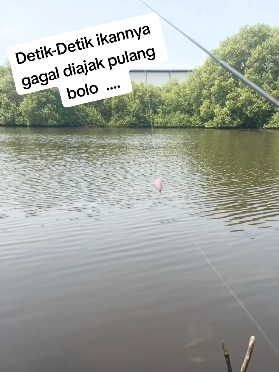 sensasi tarikan mahal bolo.... 🍃🍃🍃 #HTM15000 #Belanak #Bandeng #Munjahir #mancingliar #komunitasmancingindonesia #komunitasmancingsemarang #komunitasmancingkendal