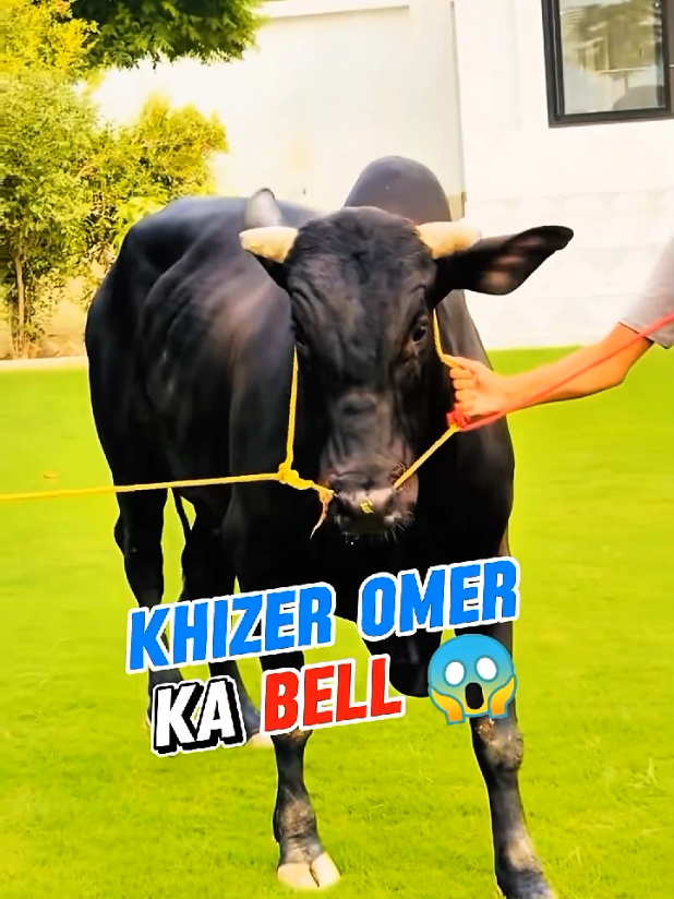Khizer Omer ka Bell 😱 #khizeromer #viralvideo #viralbell #viralnews #rajabbutt #mrpattlo #latestupdates #foryou 