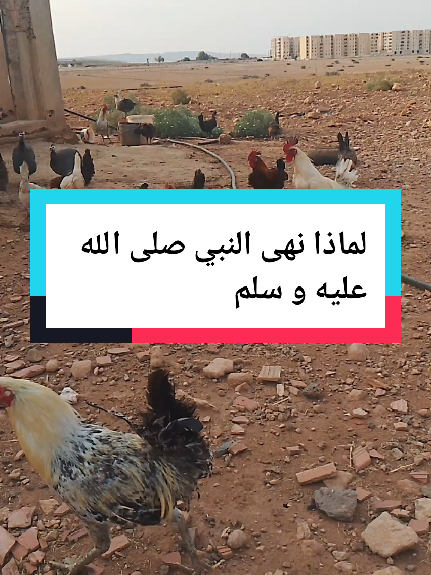 لماذا نهى النبي صلى الله عليه وسلم#islamic_video #islamic #alah #paris #france #alhamdulillah 