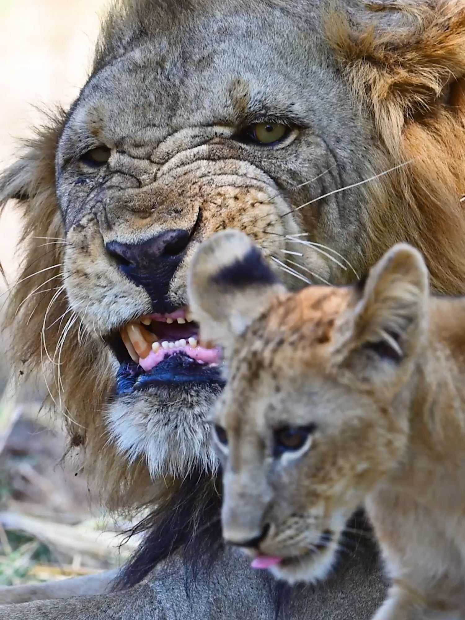 LION cub headbutts his dad, the LION KING! #kitty #cub #lion #lionking #nature #bigcat #funnyanimals #tiktokcats