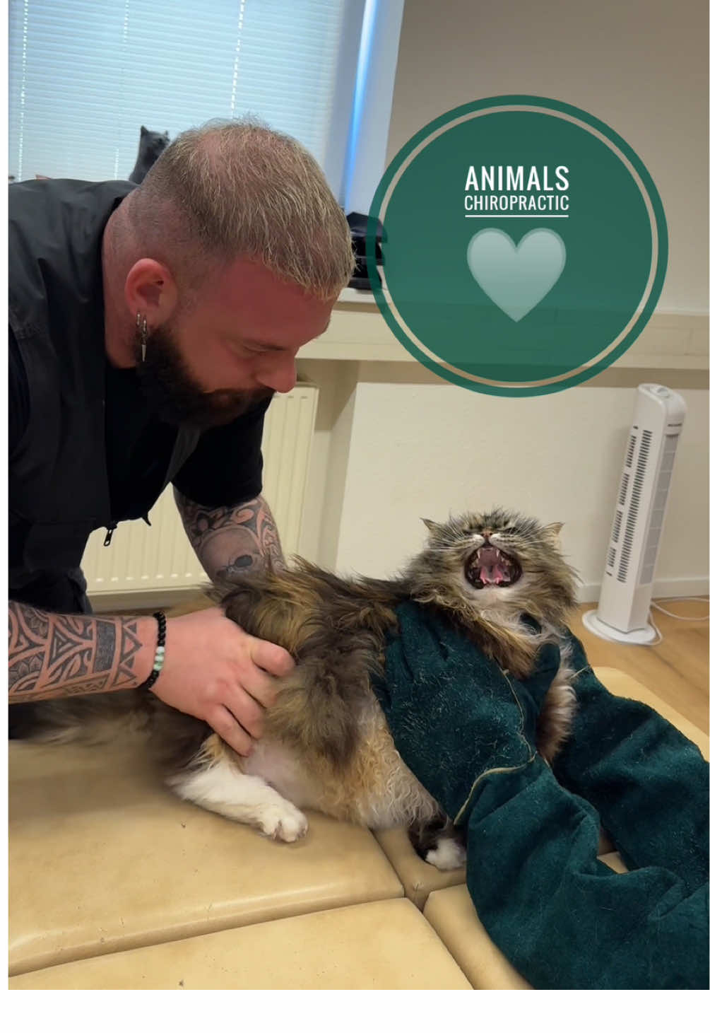Cat with back pain 🥹🥹🥹 • • • #foryou #asmr #animal #chiropractortiktok #türkiye #hundeauftiktok #hund #tiere #Love #helfen #bochum 