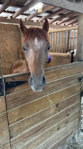 #morningmybabies #SmoothMovesRanch #noloitering #gratefulandblessed #attheshow #horsesoftiktok #pasofinocolt 