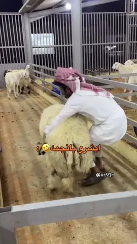 #قروب_سيف #سيف_ال_عمار #علي_الجعيدي #حمود_المصارير #عيد_محمد #اكسبلور #رياكشن @سيف ال عمار 