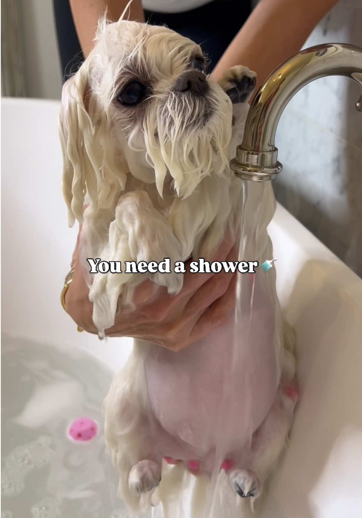 Stinky little baby🐶🤭 #fyp #dog #dogsoftiktok 