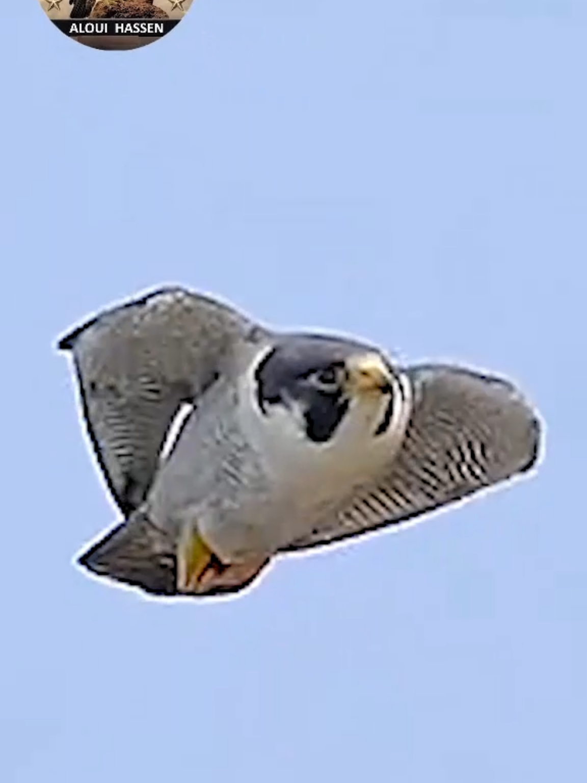 LE FAUCON PÈLERIN PLONGE À PRÈS DE 400 KM/Hlorsqu'il est motivé. En moyenne, il plane à 90 km/h, ce qui n'est pas très spectaculaire, mais, quand il effectue des descentes en piqué pour attraper des proies en vol, il est capable de doubler voire quadrupler sa vitesse.