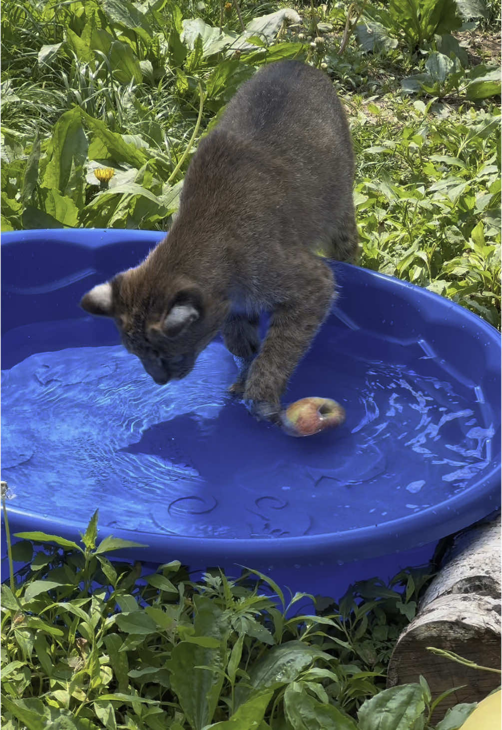 Hop on in, Meera! The water is fine! 🏖️ And hop on in she did! Meera loved this apple bobbing enrichment 🍎— even showing us that her paw has healed up quite nicely ❤️‍🩹. #bobcat #bobcats #bobcatlove #rescuecat #rescuedcat #wildcat #catenrichment #catfun #sweetcat #catrescue #wildlifesanctuary #wildliferescue #disabledcat #differentlyabledcat #summerfun #applebobbing #bobbingforapples #wildcatsanctuary 