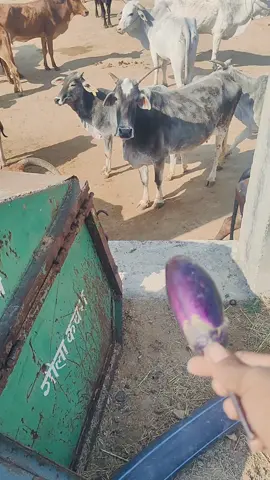 #cow #cows #cowsoftiktok #cowsontiktok #cowasmr #coweatingasmr #buffalony #buffalo #cowvideos #eiduladha #cowvideo #eidmubarak #bakraeid #bakraeid2025 #bakramandi #eidulazha #gaeina