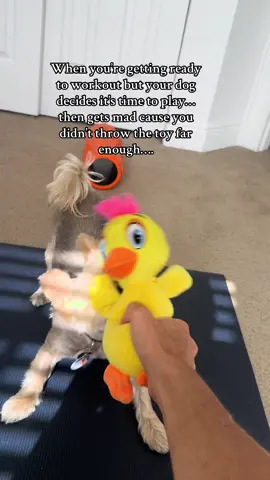 Just trying to get my workout in…. #livingmybestlife #morkiesoftiktok #tugofwar 