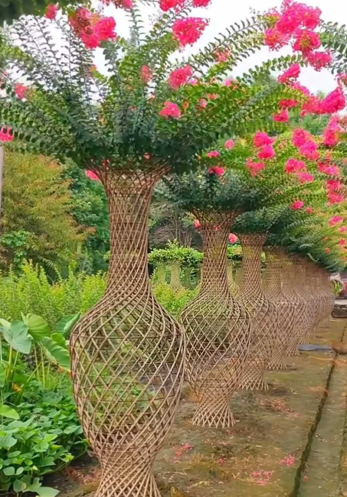 Lagestroemia Indica🌺🌺 📲+38344657102 #lagestroemia  #gardendesign #kopsht #viralvideos #green #fyp #gardenproject #wecreateyourdreamofgreen #virał 