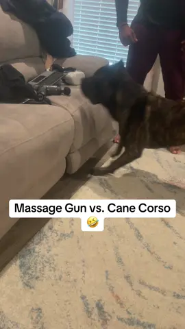 Who won?!🤣 #fyp #foryou #foryoupage #canecorso #dog #pet #cairo #viral #funny #massagegun 