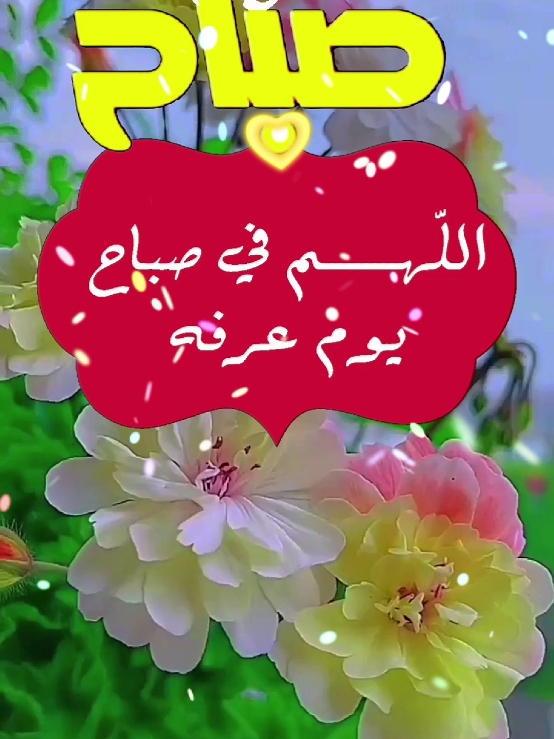 دعاء الصباح في يوم عرفة #دعاء_الصباح #صباحكم_أحلى_صباح #صباح_الخير #دعاء #يوم_عرفة #اللهم_امين #يارب❤️ #حالات_واتس #foryoupage #fypシ゚ #goviral #ArabTikTok #g@Symba 