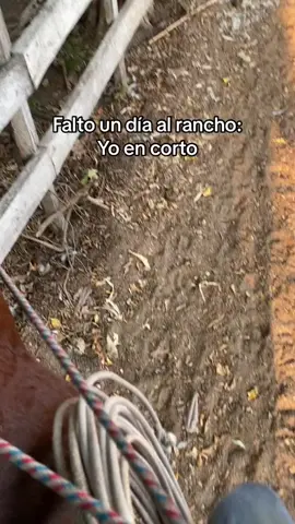 CUANDO PASAN 2 DIAS SIN IR AL POTRERO 🐎 ATT: LOS MENDOZA 🐎 #caballos #campo #vacas #gallos #ranchero #mexico🇲🇽 