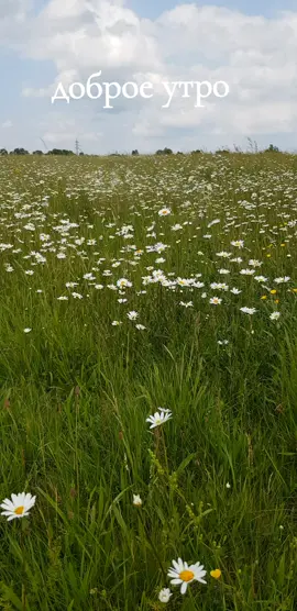 #доброеутро #Westerwald #rheinlandpfalz #Natur #Wiese #Feld #blumen #ромашки 