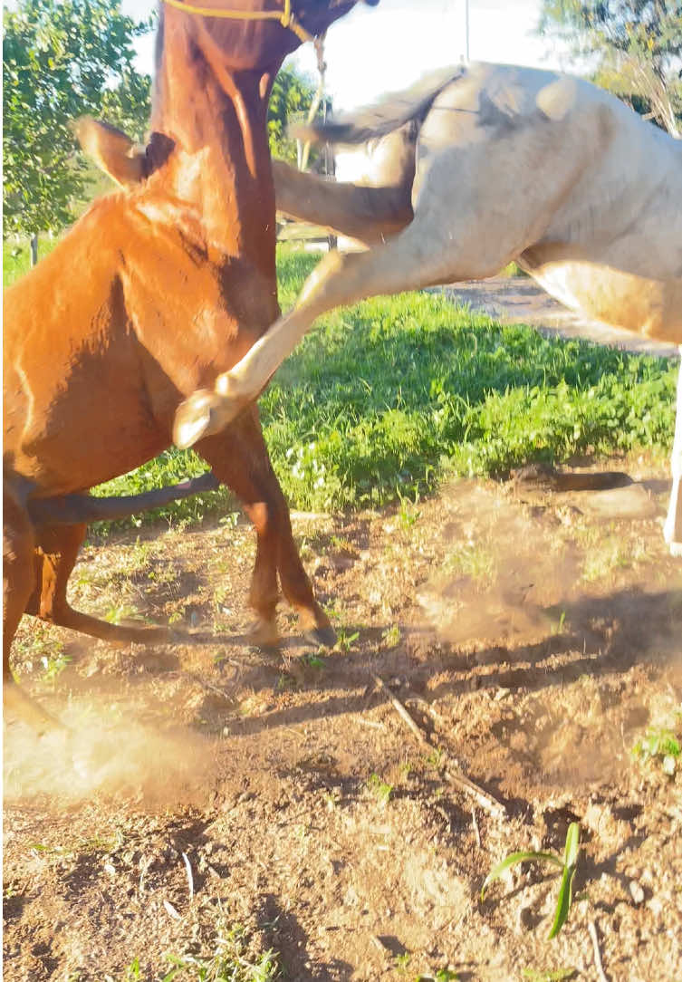 Cavalos querendo crusar kkkkkk#tik_tok 