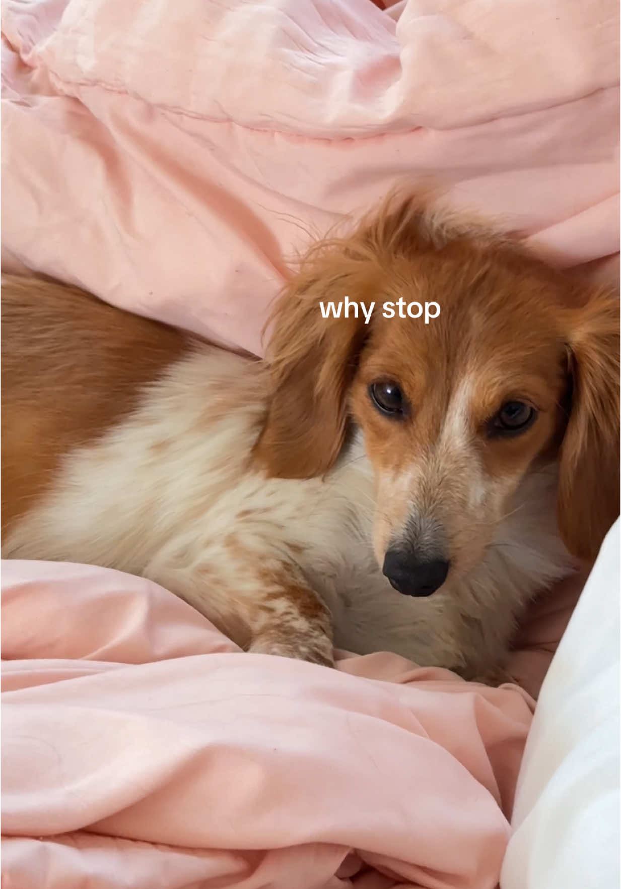 it’s scratchy time 🕺  #waffleandjelly #dogcontentcreator #minidoxie #miniaturedachshund #dogtok 