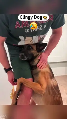 Part 19: Do you like dogs sticking to you?🐶☺️ #fyp #foryou#dog #dogsoftiktok #dogs#funnydog#foryoupage #cutedoggy #usa🇺🇸tiktok 