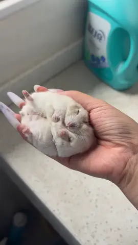 Squishy Hamster 🐹 สกุชชี่แฮมสเตอร์ 