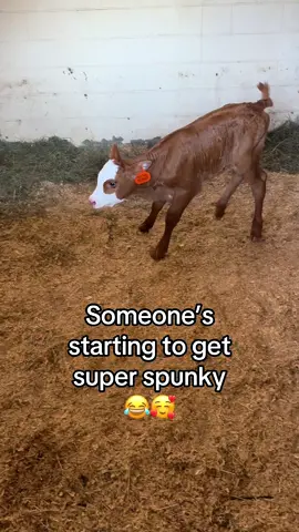 Today Mocha started learning how to jump and kick! She’ll be moved out of a stall and go outside to a small pen across from the horse paddocks, where she’ll also be able to see and hear the other cows this weekend!  #calvesoftiktok #farmlife #farmtok #farmlifeisthebestlife #bottlebaby #heifer #heifercalf 