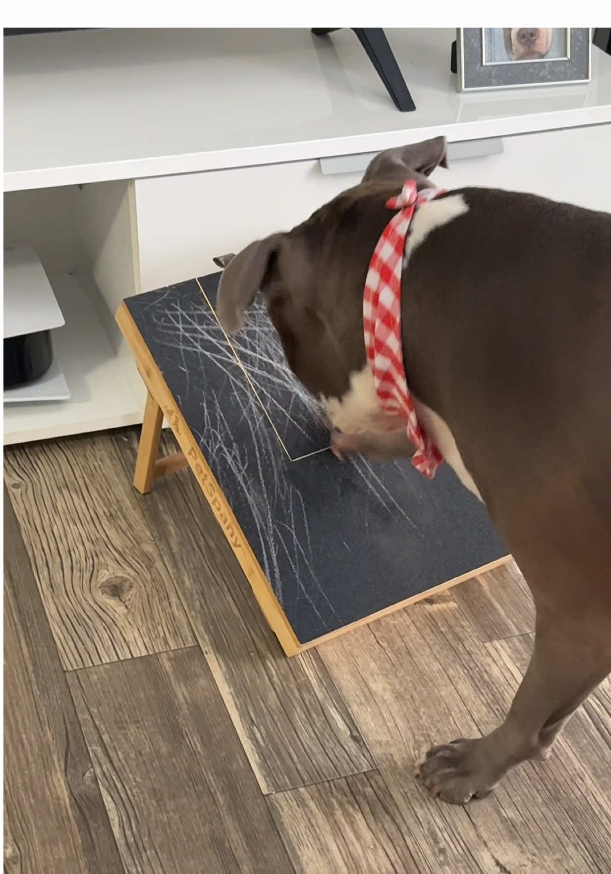 Te da miedo cortarle las uñas a tu cachorro ? 🫢 -deja te muestro #dog #dognailtrim #perro #cachorro #dogsvideo #dogsofttiktok #pitbull 