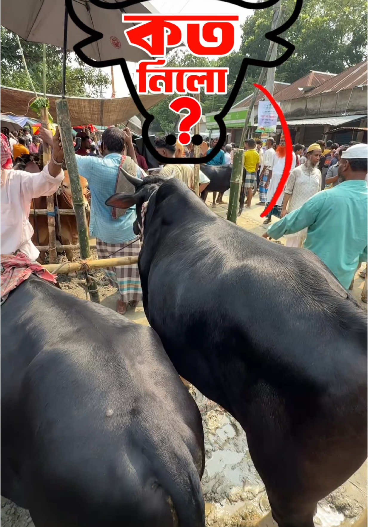 আমাদের গরু কেমন হলো জানাবেন 