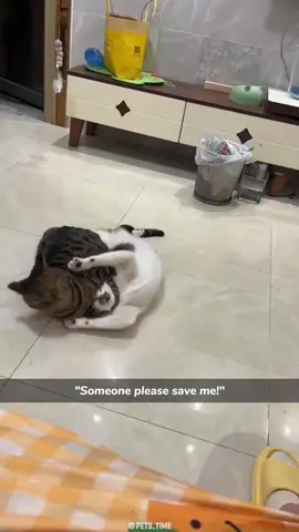 Why big cats like to bully kittens ?🤕 #fyp #fypシ #cat #cats #catsoftiktok #pet #pets #PetsOfTikTok #funny #funnyvideos 