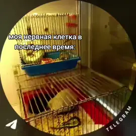 он так пол часа делал в зоомагазине сказали что он так каждый день 