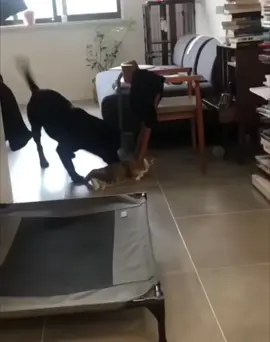 😆😆😆 dog picking on cat. the cats face though!! 👌😆😆 #pets #cats #dogs #funnypets #amusing #catreaction #lmao #playing #hysterical #animals #laugh 