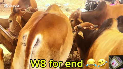 2.5 لاکھ میں سودا! قُربانی کا بیل یا سونا؟ 😂