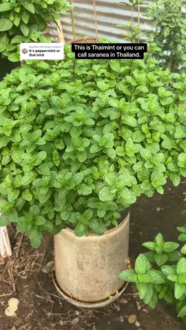 ตอบกลับ @บาร์กุหลาบ #thaimint #thailand #plant #plants #organicfood #tree 