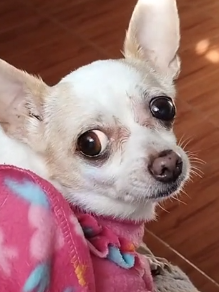 ya le pedí perdón😔🥺 #levantarlelafaldaalagordadelbarrio #perrijos #chihuahua 