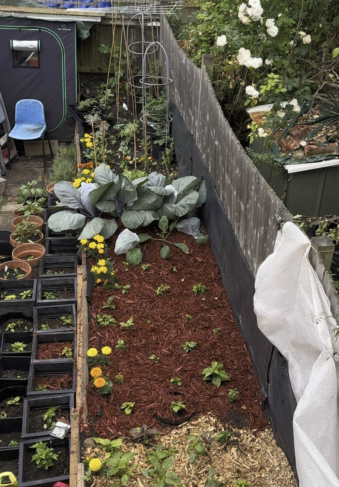 MY GARDEN 