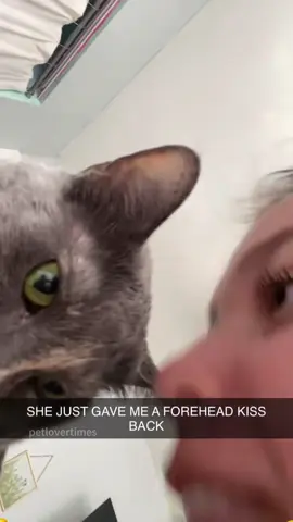 Mom, please praise me! I've learned it just like you!🐾 #cat #catsoftiktok #catlover #funny #funnyvideos #foryou #fypage #fypツ #funnycat #funnytiktok #cats 