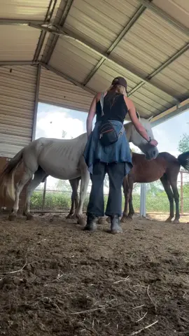 I just got here and thank God I did, of course the first horse to catch my attention in the ship to slaughter pen is a pregnant, super skinny pregnant sweet horse— I have decided to name her Haven. She is underweight. Pregnant. Covered in saddle sores where an ill-fitting saddle rubbed her raw—and the flies are swarming the open wounds. That means someone was still riding A LOT with an ill fitting saddle to leave these healing marks on her back. A brand burned into her side tells us she came from a ranch somewhere. Just another throwaway in a system that sees horses like her—pregnant and broken—as nothing more than meat on a manifest. She ships to Mexico for slaughter TOMORROW. We can’t let that happen. WE WONT LET THAT HAPPEN. That’s why we all rally every month and do THIS. To give them a chance to get out of hell. She deserves a soft place to land. She deserves someone to stand between her and the kill buyer. The name Haven came to me because that’s exactly what she needs—and what we can give her. Please help me raise the funds to get her safe so we can move on to the next one who needs saving before tomorrow night. It never ends, but that doesn’t mean we stop fighting. — 💌 ᴅ̲ᴏ̲ɴ̲ᴀ̲ᴛ̲ɪ̲ᴏ̲ɴ̲s̲ ̲ᴄ̲ᴀ̲ɴ̲ ̲ʙ̲ᴇ̲ ̲ᴍ̲ᴀ̲ᴅ̲ᴇ̲ ̲ᴠ̲ɪ̲ᴀ̲:̲ paypal  —DonorBox Link OR click the link in our tiktok Profile for direct links to ALL donation platforms▪️.