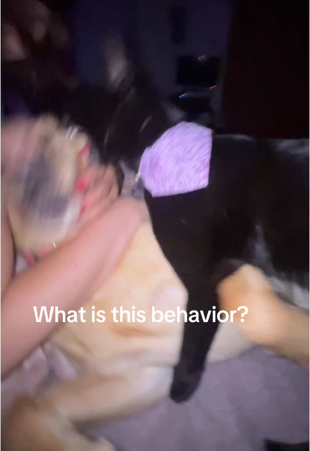Help #fyp #cat #jealous 