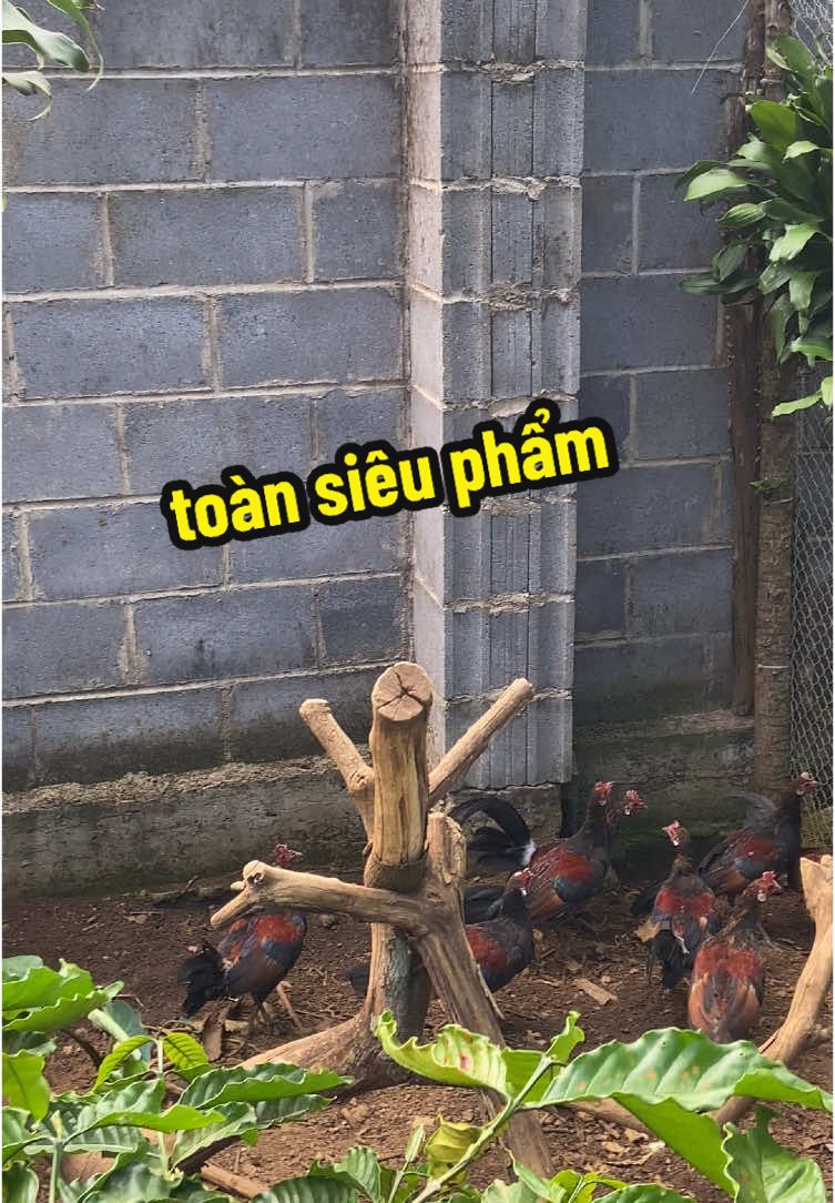 gà rừng rặc 1 năm chuồng mùa thay lông sẽ như thế nào ? 🤔🫶🏻 #garungcanhsieudep #garung #ga #gacanh #gadep 