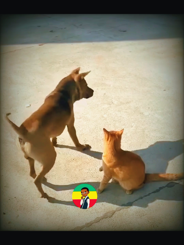 ayderegm #foreyoupage #ethiomeme #gondafmeme #callmegondar #dogsoftiktok #catsoftiktok #dogandcat #funny 