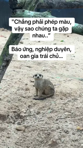 Chị đơ cái mặt chị ra #GreenCreator #vinpearlgolf #Vinpearl #VinWonders #dulich #WonderSummer2025 #vinpearlsafariphuquoc #vcreator #animals #yeudongvat #viral #timon 