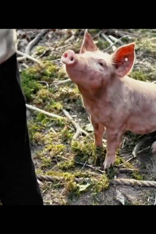People and pig #movie #foryou 