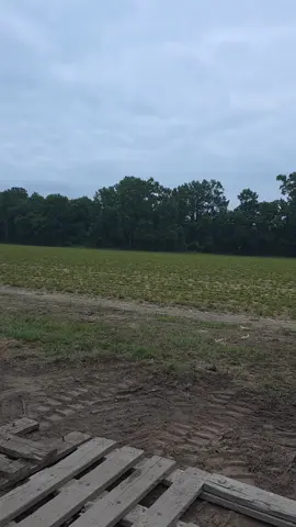 #eastnc #bluecollarlogger 
