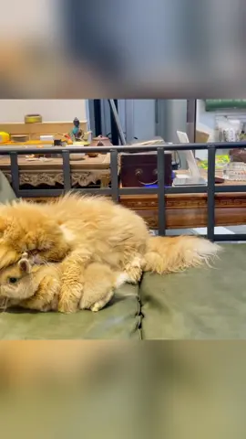 The rare friendship between a rabbit and a cat #rabbit #bunny #cutebunny #funnyvideos #cat 