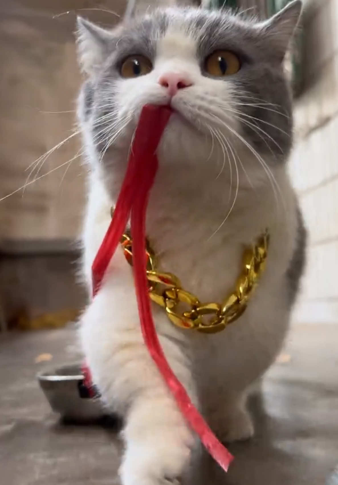 😎😎😎 #funny #catsoftiktok #cutecat #kitty #cats #catlover #meow #PetsOfTikTok #kucing #funnyvideos