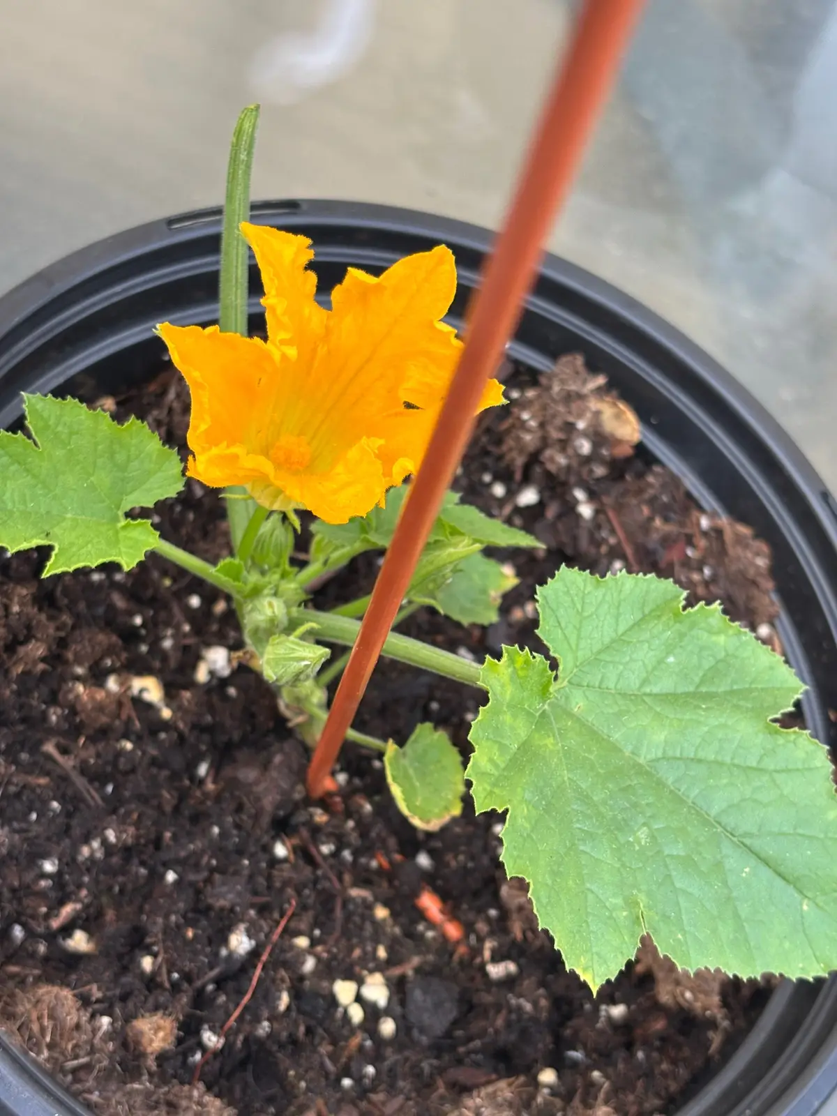 We’re starting to get flowers on our 🪴  #happygardening  #girlswhogarden🌱 