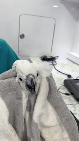 Amusing parrot#funny #funnyvideo #fpy #cute #parrot #parrotsoftiktok 