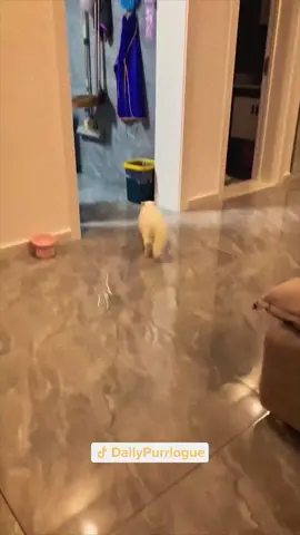 #cat #catsoftiktok #catlovers #cats #funnycats #catlover #funnycat #fyp 