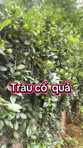 #xuongkhop #sinhly #xuhuong #thinhhanh #tiktok #reels #xts 