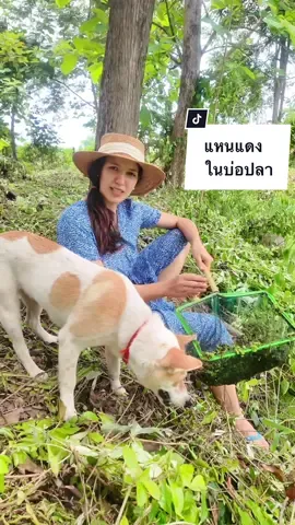แหนแดงในบ่อปลาเต็มเลย 🌳🌿🐟 #แหนแดง #ชีวิตในฟาร์ม #อาหารสัตว์ 