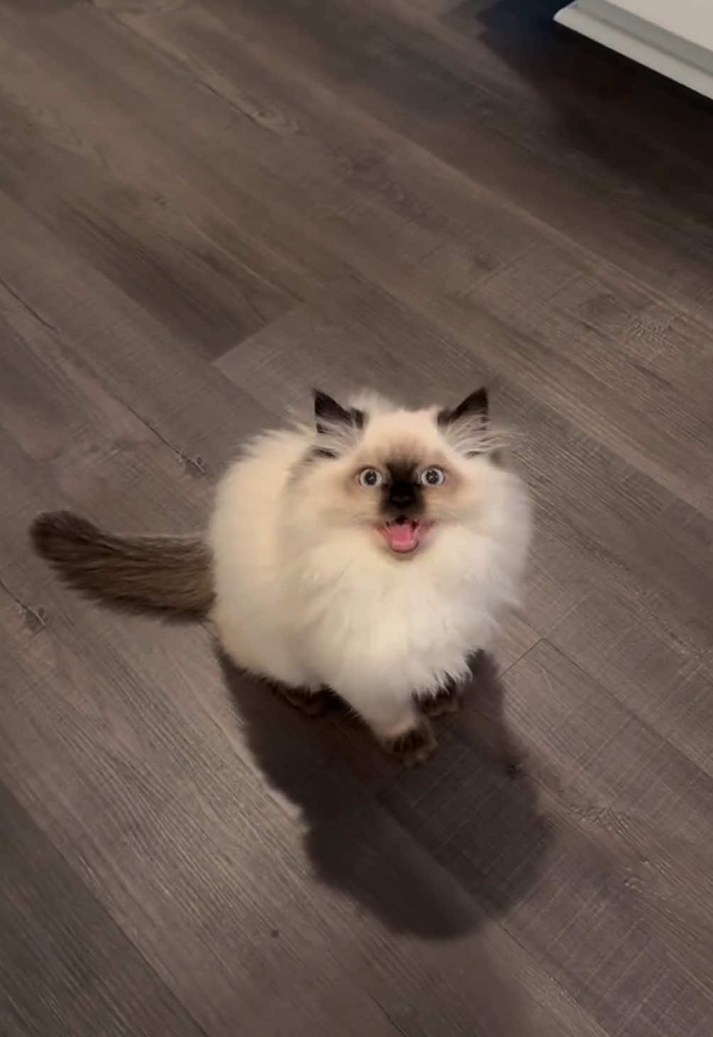 Muffin’s meows 🤭 my squeaky boy  #ragdoll #ragdollcats #ragdolls #ragdollcatsoftiktok #ragdollkitten 