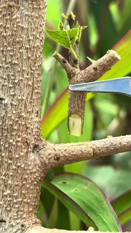 Grafting fruit trees. #grafting #garden #plants #tiktok #fruit #tiktok #vairal #viralvideo #เทรนวันนี้ 