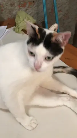 #cat 